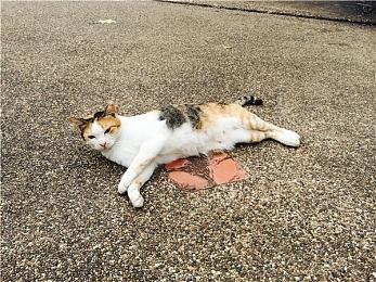 V社或正在将安卓模拟器功能集成至Steam当中